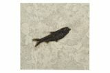 Detailed Fossil Fish (Knightia) - Huge For Species #251894-1
